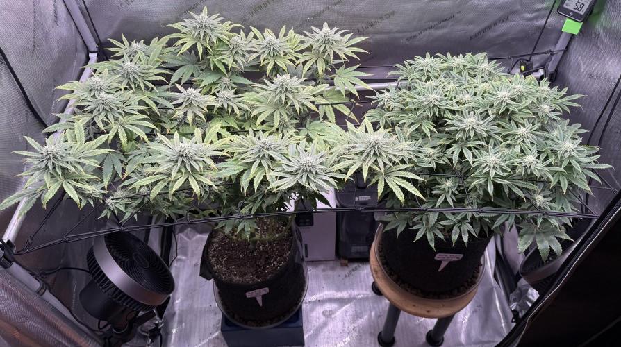 Big Drip. Week 12 - Day 21 flower
