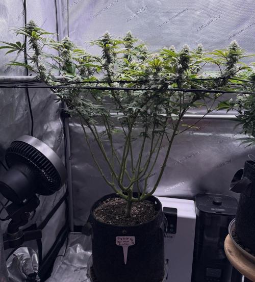 Big Drip. Week 12 - Day 21 flower