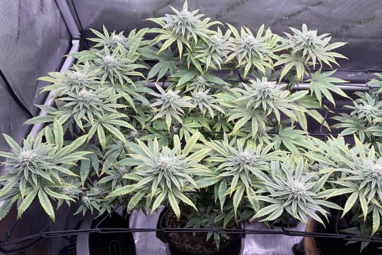 Big Drip. Week 12 - Day 21 flower