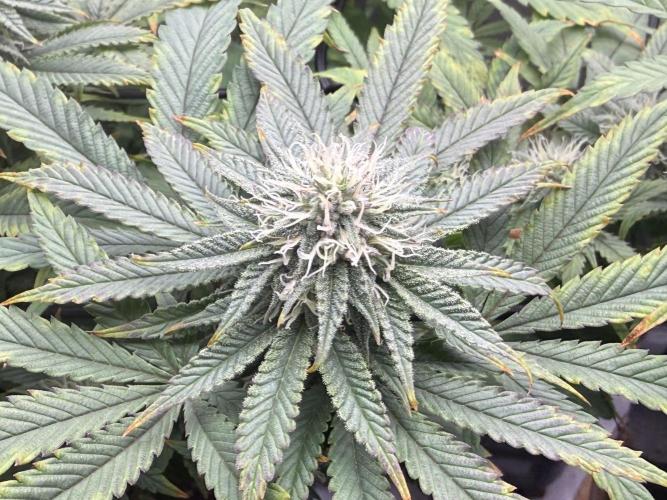 Big Drip. Week 12 - Day 21 flower