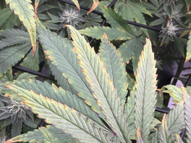 Big Drip. Week 12 - Day 21 flower