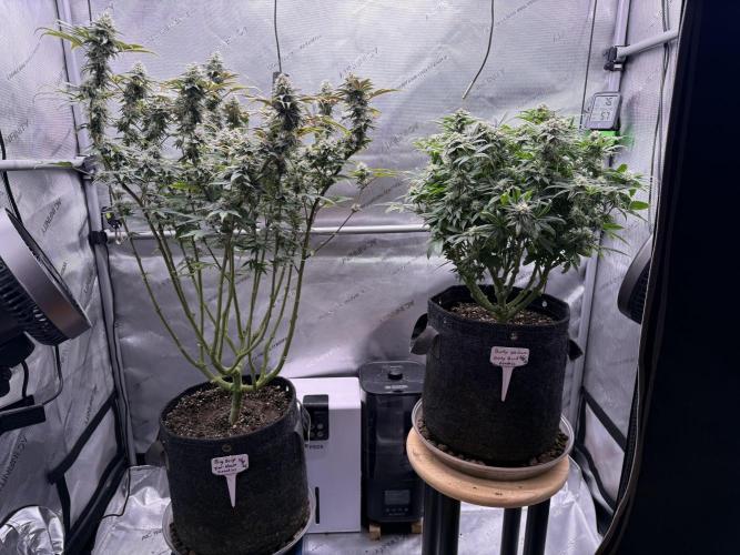 Dirty Unicorn. Week 13 - Day 28 Flower