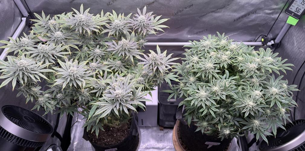 Dirty Unicorn. Week 13 - Day 28 Flower