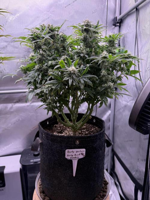 Dirty Unicorn. Week 13 - Day 28 Flower