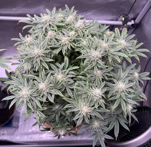 Dirty Unicorn. Week 13 - Day 28 Flower
