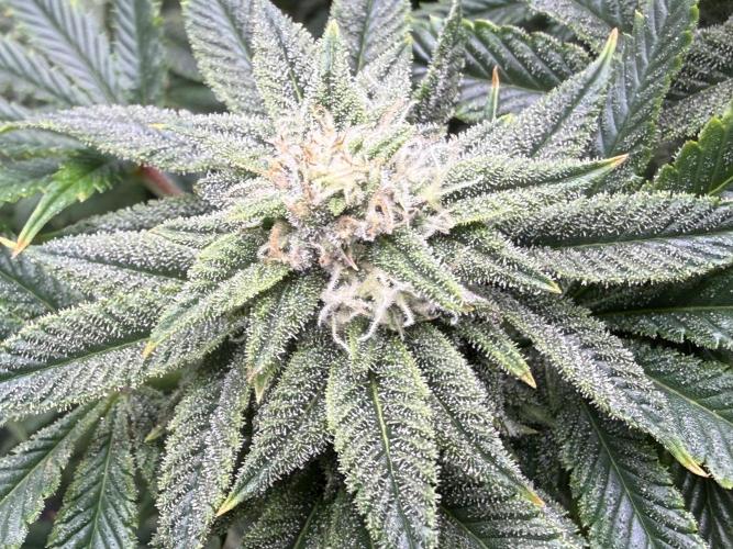 Dirty Unicorn. Week 13 - Day 28 Flower