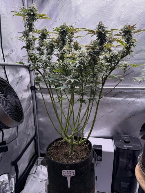 Big Drip. Week 13 - Day 28 flower