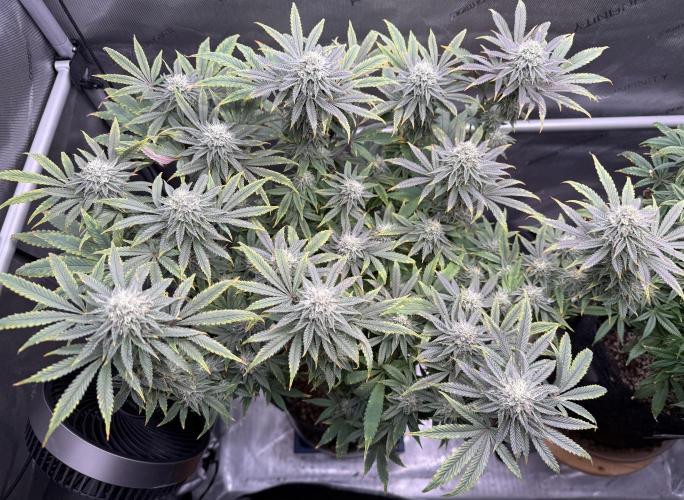 Big Drip. Week 13 - Day 28 flower