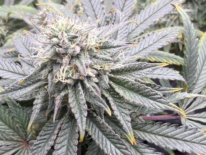Big Drip. Week 13 - Day 28 flower