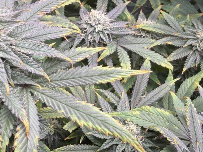 Big Drip. Week 13 - Day 28 flower