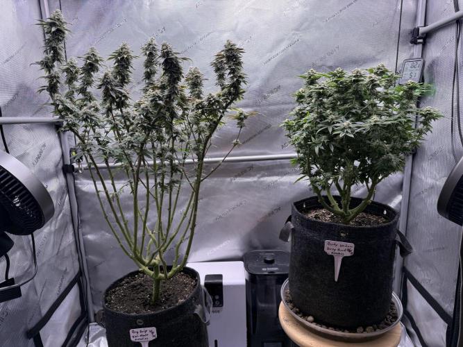 Dirty Unicorn. Week 14 - Day 94 (63v & 31f)