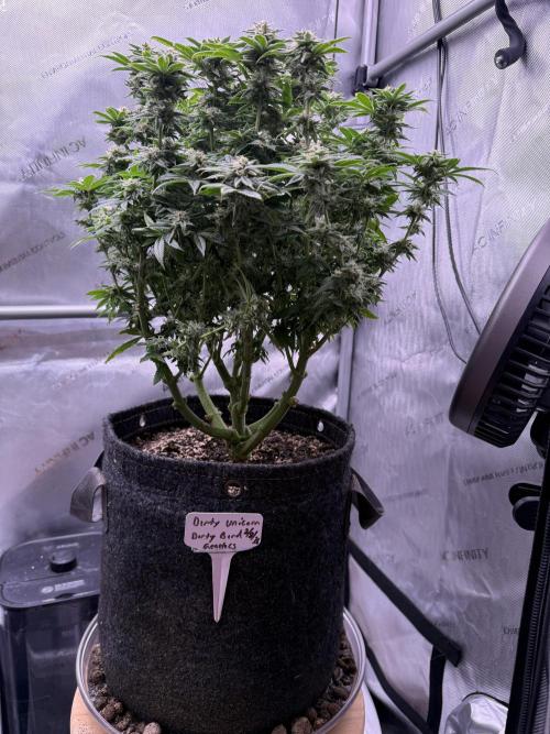 Dirty Unicorn. Week 14 - Day 94 (63v & 31f)