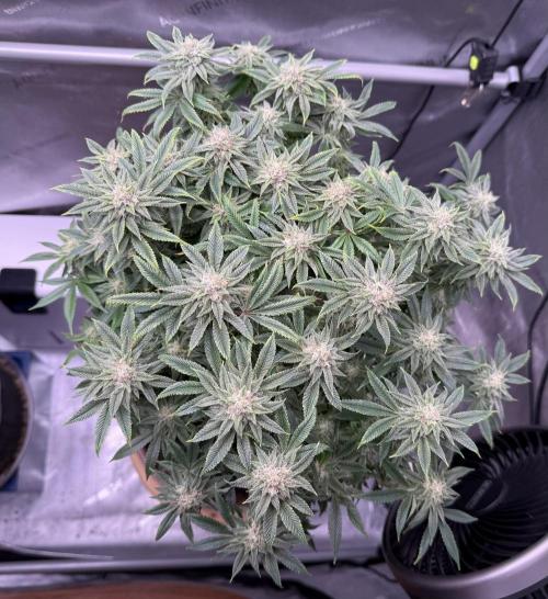 Dirty Unicorn. Week 14 - Day 94 (63v & 31f)