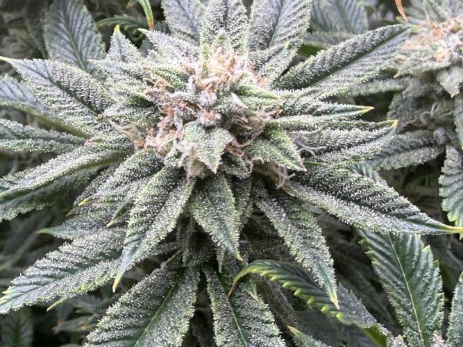 Dirty Unicorn. Week 14 - Day 94 (63v & 31f)