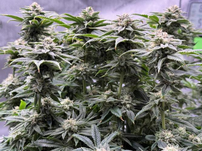 Dirty Unicorn. Week 14 - Day 94 (63v & 31f)