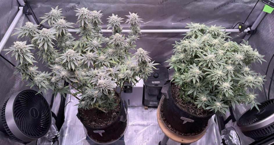 Big Drip. Week 14 - Day 94 (63v & 31f)