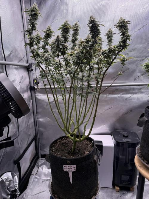 Big Drip. Week 14 - Day 94 (63v & 31f)