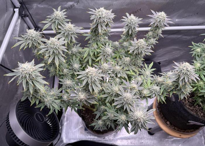 Big Drip. Week 14 - Day 94 (63v & 31f)