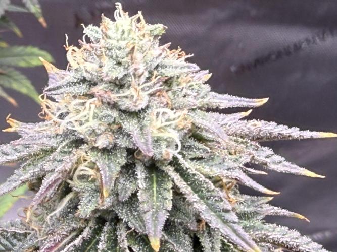 Big Drip. Week 14 - Day 94 (63v & 31f)