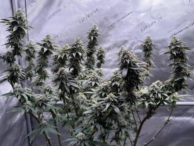 Big Drip. Week 14 - Day 94 (63v & 31f)