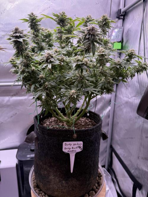 Dirty Unicorn. Week 15 - Day 100 (63v & 37f)