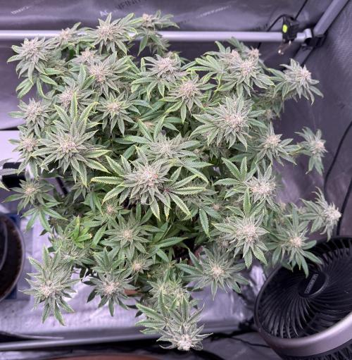 Dirty Unicorn. Week 15 - Day 100 (63v & 37f)