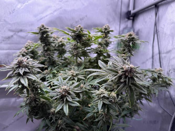Dirty Unicorn. Week 15 - Day 100 (63v & 37f)