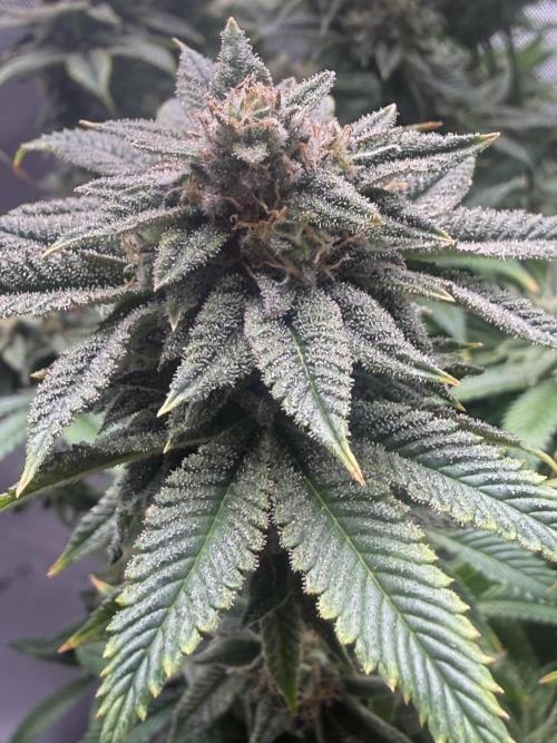 Dirty Unicorn. Week 15