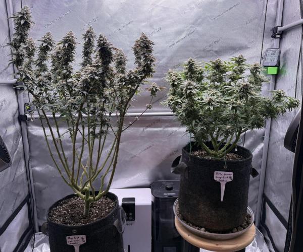 Big Drip. Week 15 - Day 100 (63v & 37f)