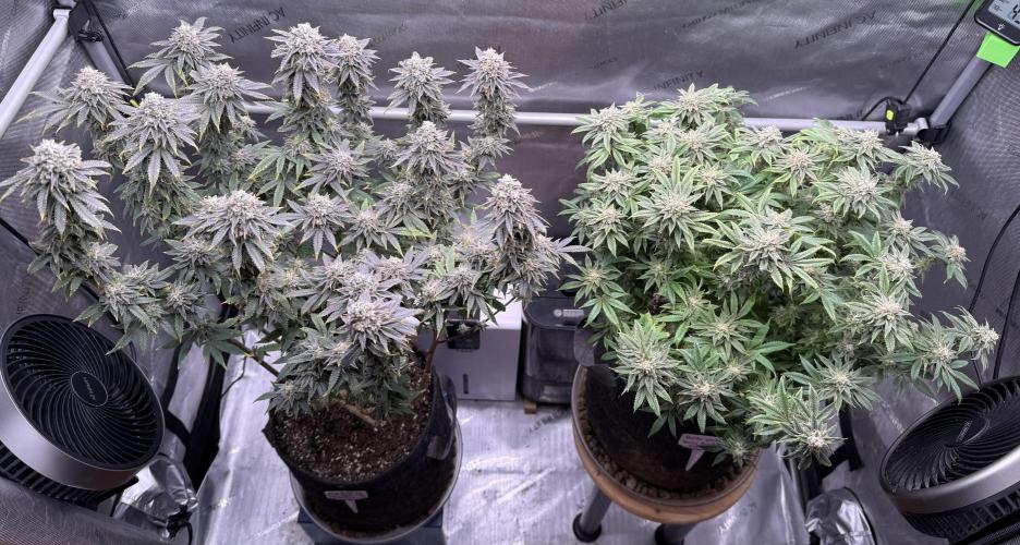 Big Drip. Week 15 - Day 100 (63v & 37f)