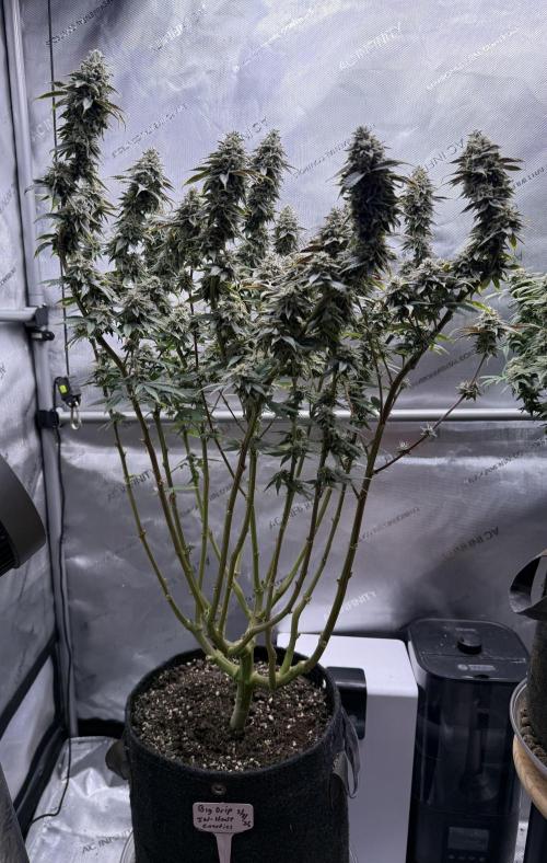 Big Drip. Week 15 - Day 100 (63v & 37f)
