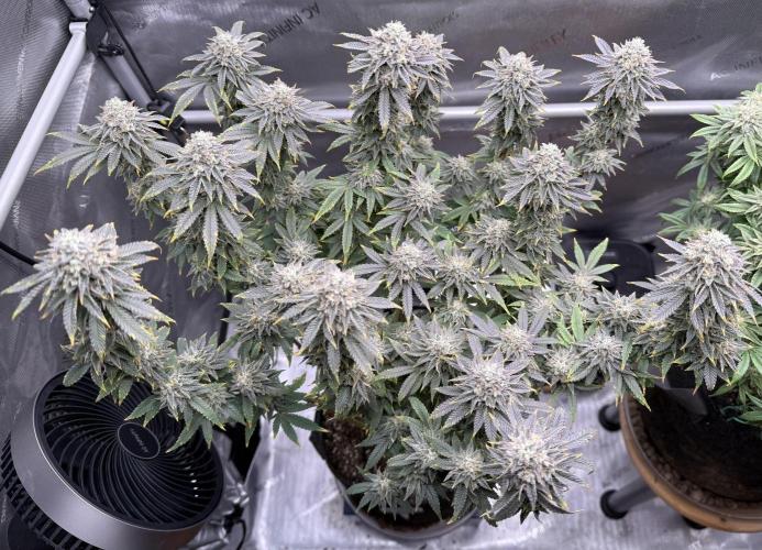 Big Drip. Week 15 - Day 100 (63v & 37f)