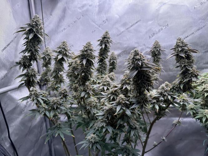 Big Drip. Week 15 - Day 100 (63v & 37f)