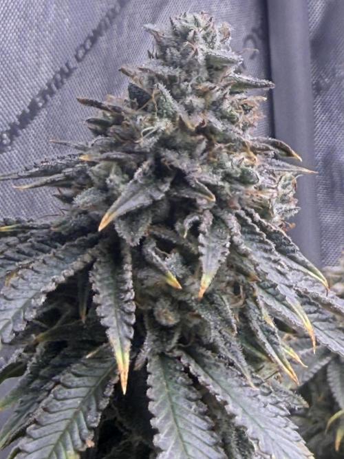 Big Drip. Week 15