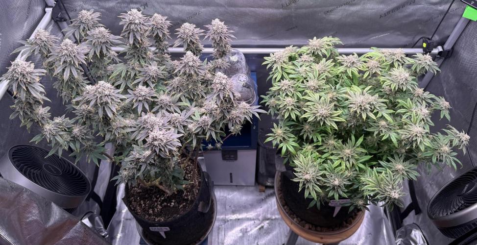 Big Drip. Week 16