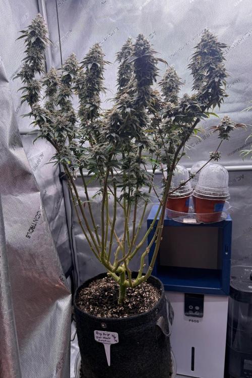 Big Drip. Week 16