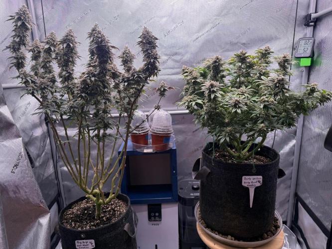 Big Drip. Week 16