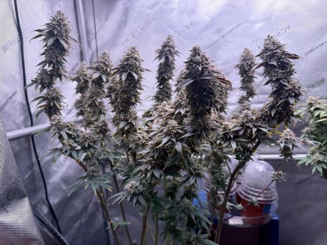 Big Drip. Week 16
