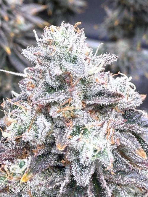Big Drip. Week 16
