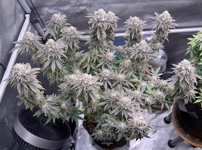 Big Drip. Week 16