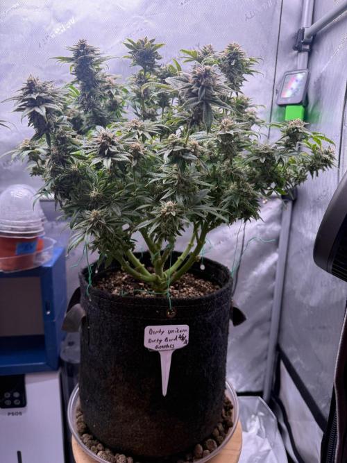 Dirty Unicorn. Week 16