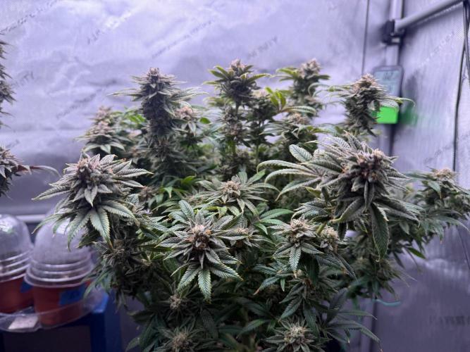 Dirty Unicorn. Week 16