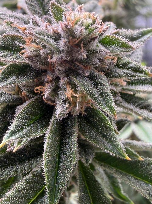Dirty Unicorn. Week 16