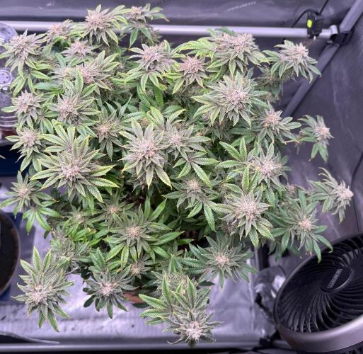 Dirty Unicorn. Week 16