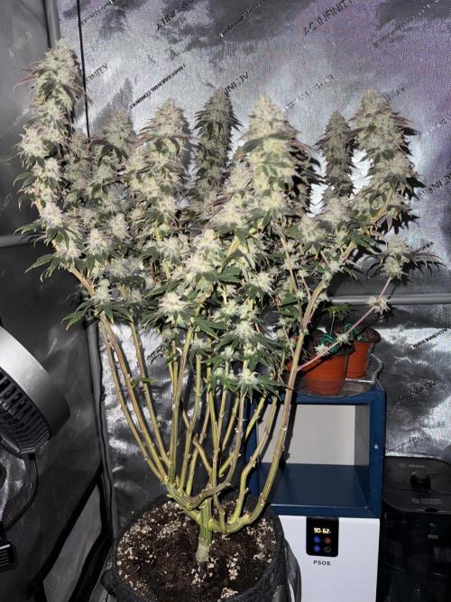 Big Drip. Week 17