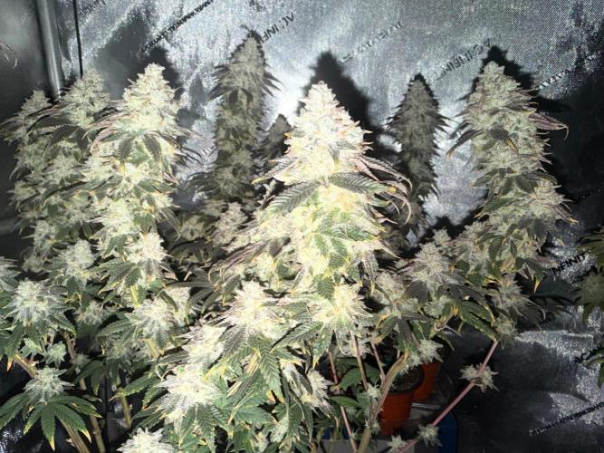 Big Drip. Week 17