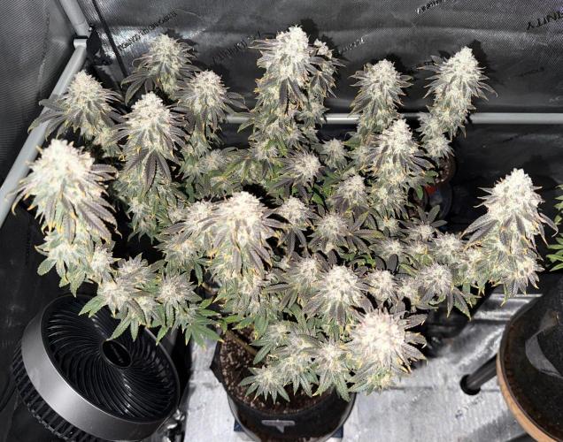 Big Drip. Week 17