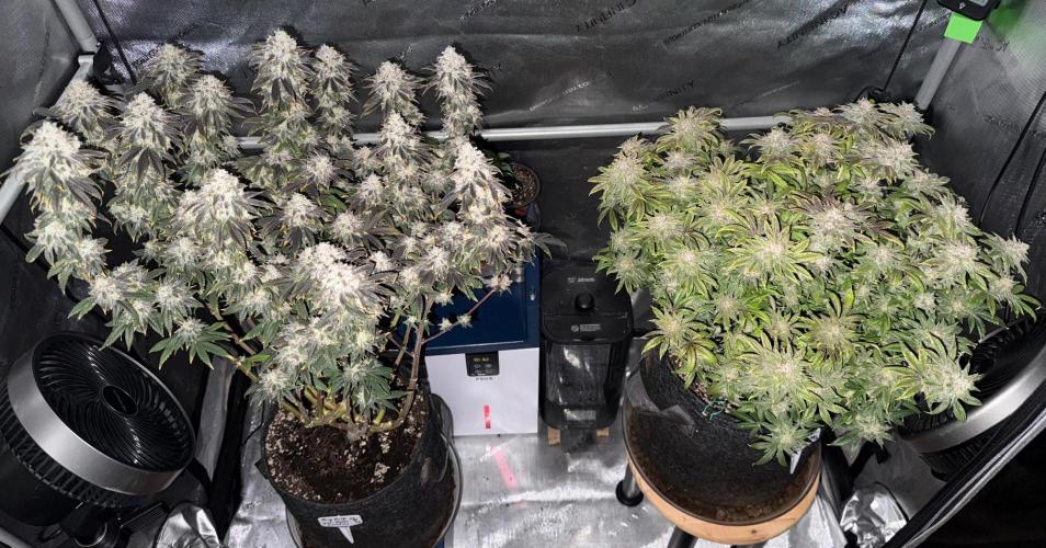 Dirty Unicorn. Week 17