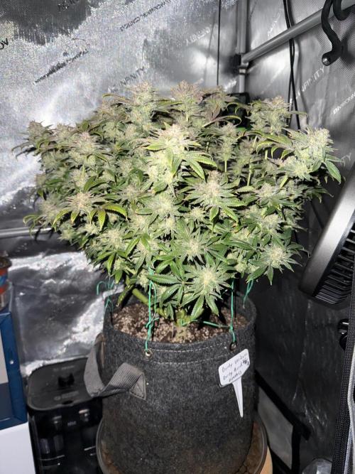 Dirty Unicorn. Week 17