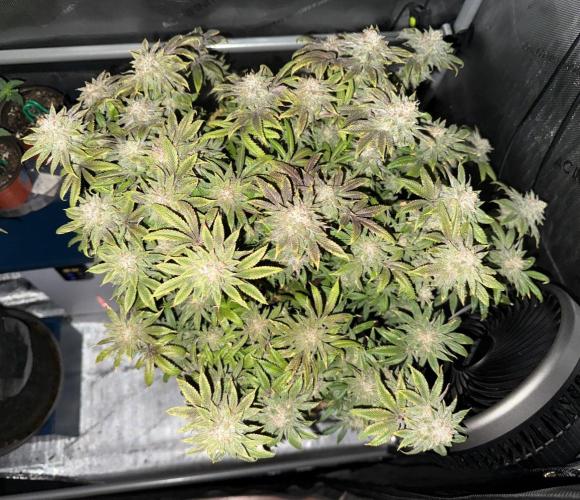 Dirty Unicorn. Week 17